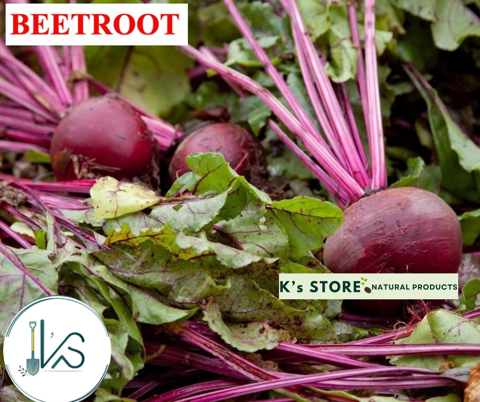 Jicama /Beetroot Seeds – Hạt Giống Củ Sắn, Củ Đậu/ Củ Dền Đỏ , 豆薯種子, 히카마 씨앗