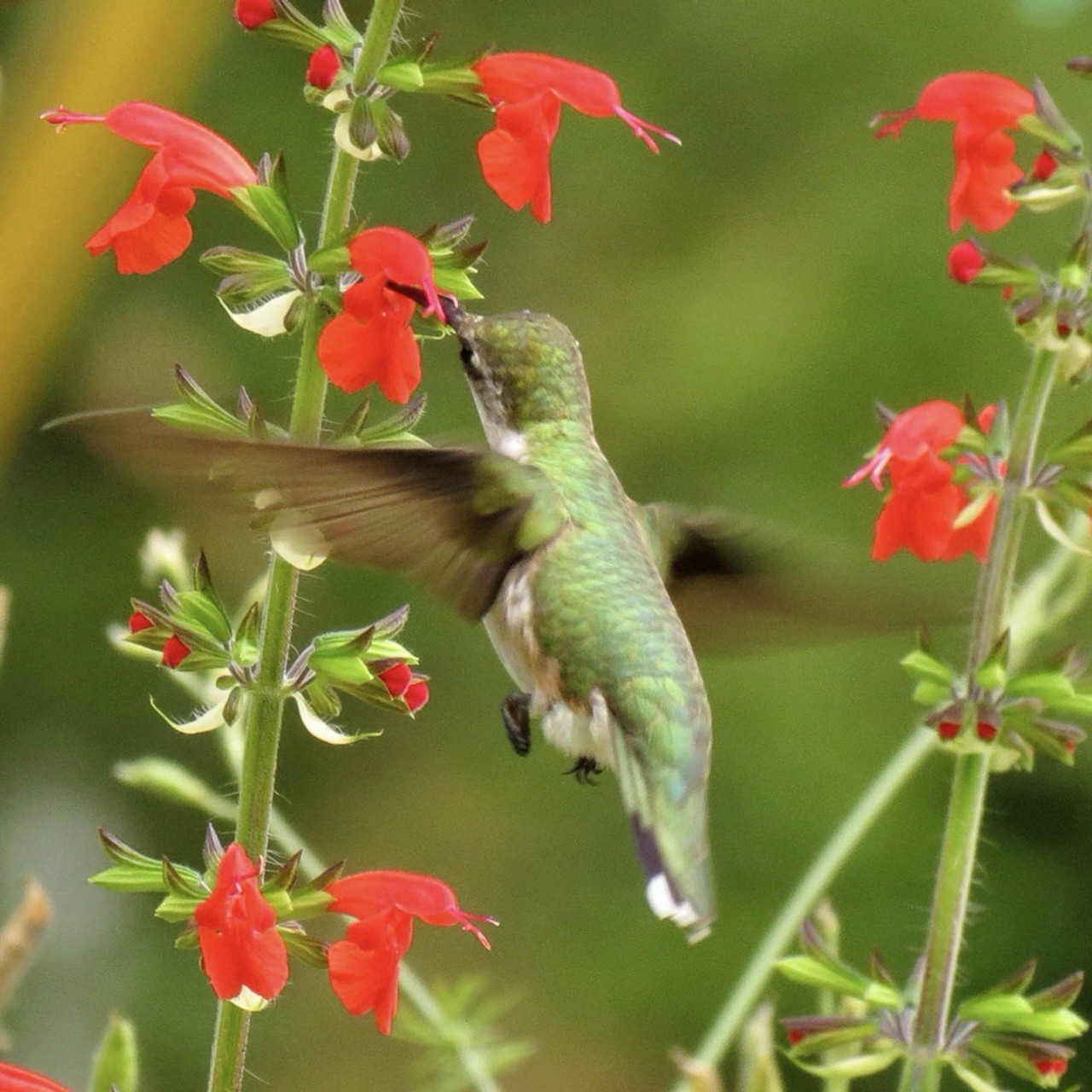 400 SCARLET SAGE SEEDS (Salvia coccinea)- medicinal culinary, hummingbirds love