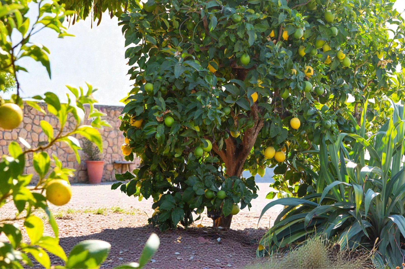 Meyer Lemon Seeds Citrus Fruit Tree 5 Seeds