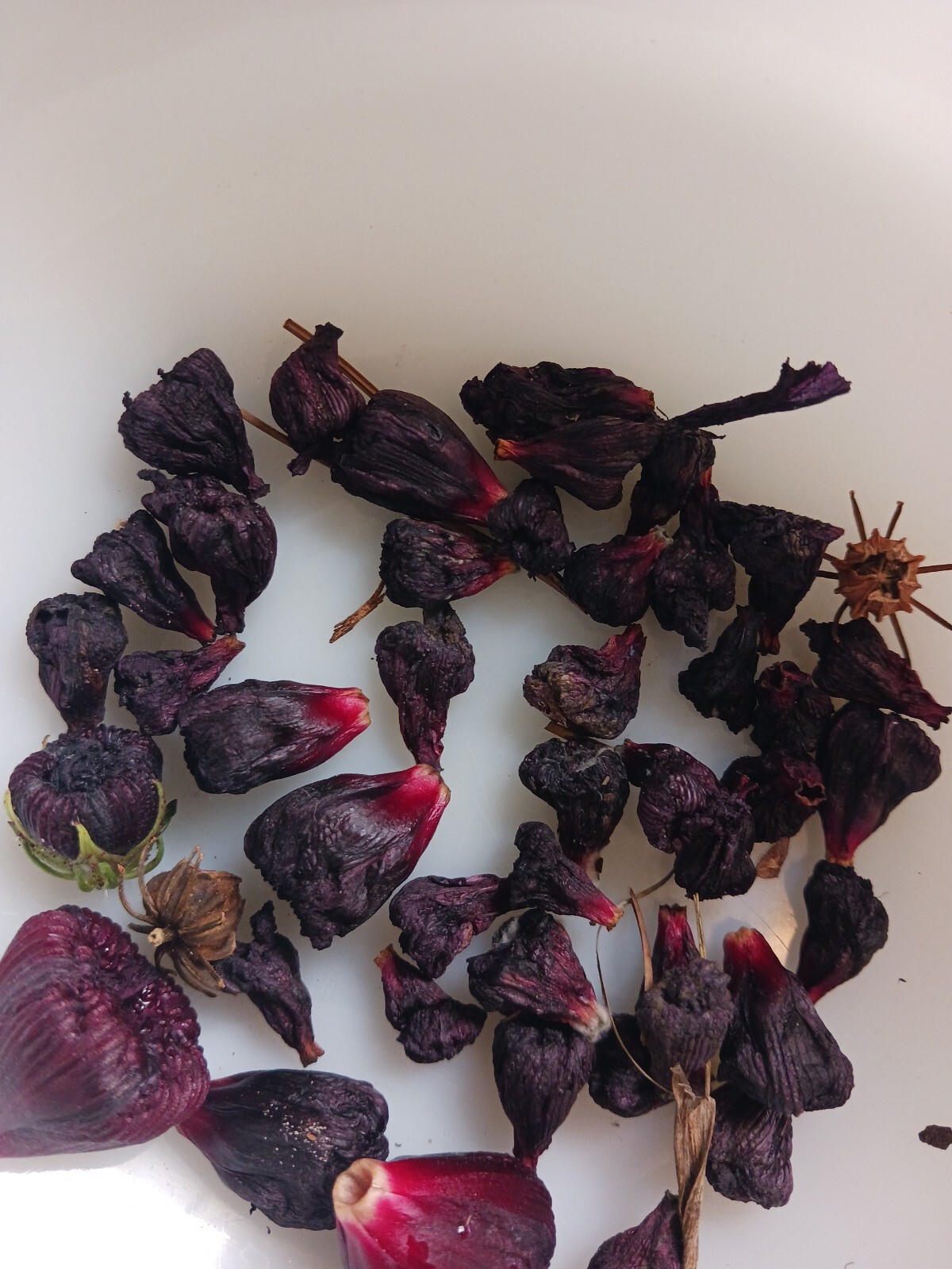 15+Roselle Seeds Asian Sour Leaf Red Sorrell Florida Cranberry Jamaican Tea USA