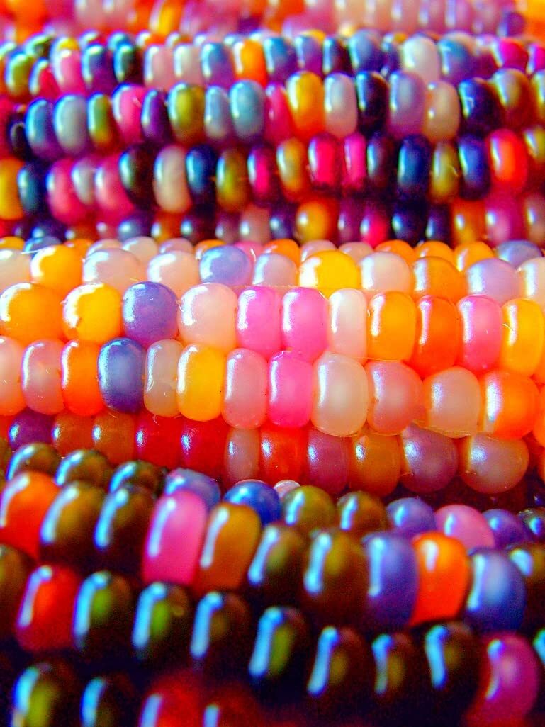 Glass Gem Corn Seeds for Planting – 50+ Seeds – Vibrant Translucent Kernels – Gr