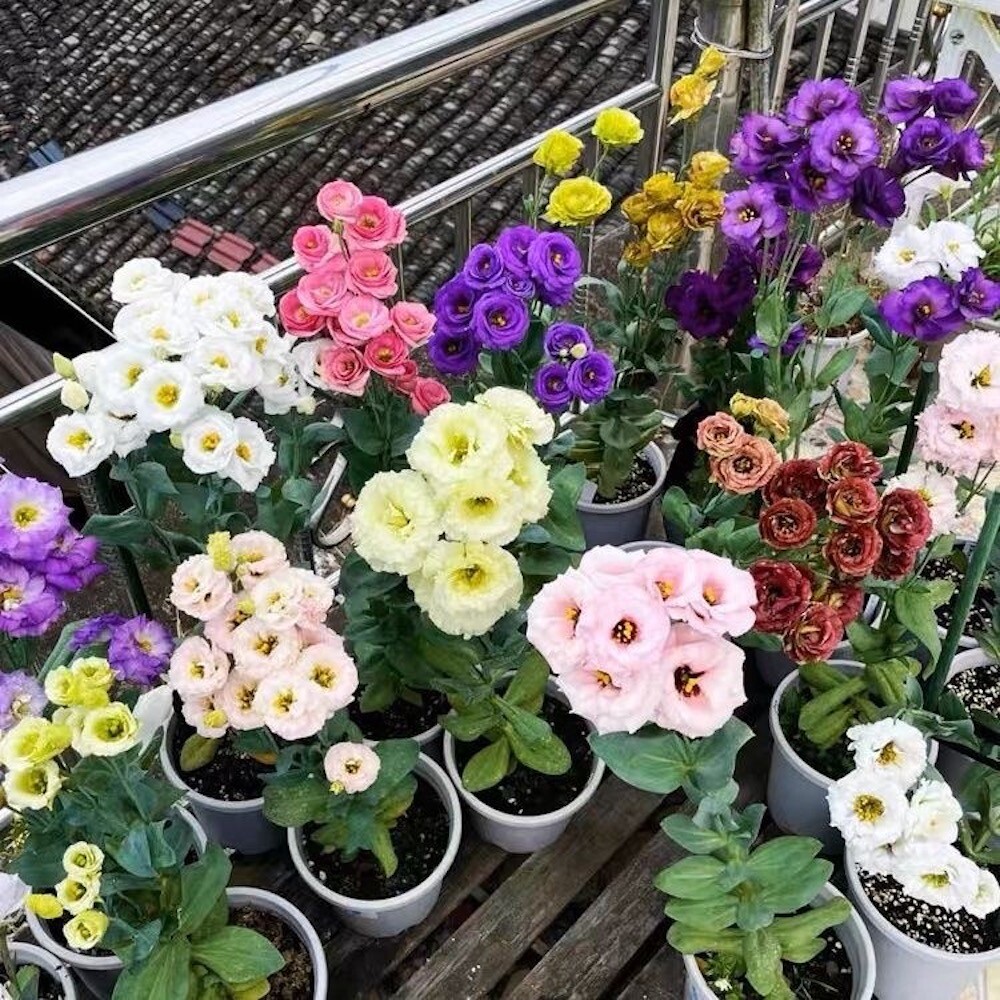 25pc LISIANTHUS SEEDS Garden Plant Flower bed exotic USA seller FREE shipping