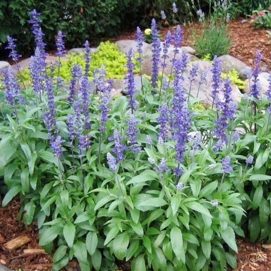 Sage BLUE Salvia Perennial Hummingbirds Butterflies USA Non-GMO 300 Seeds