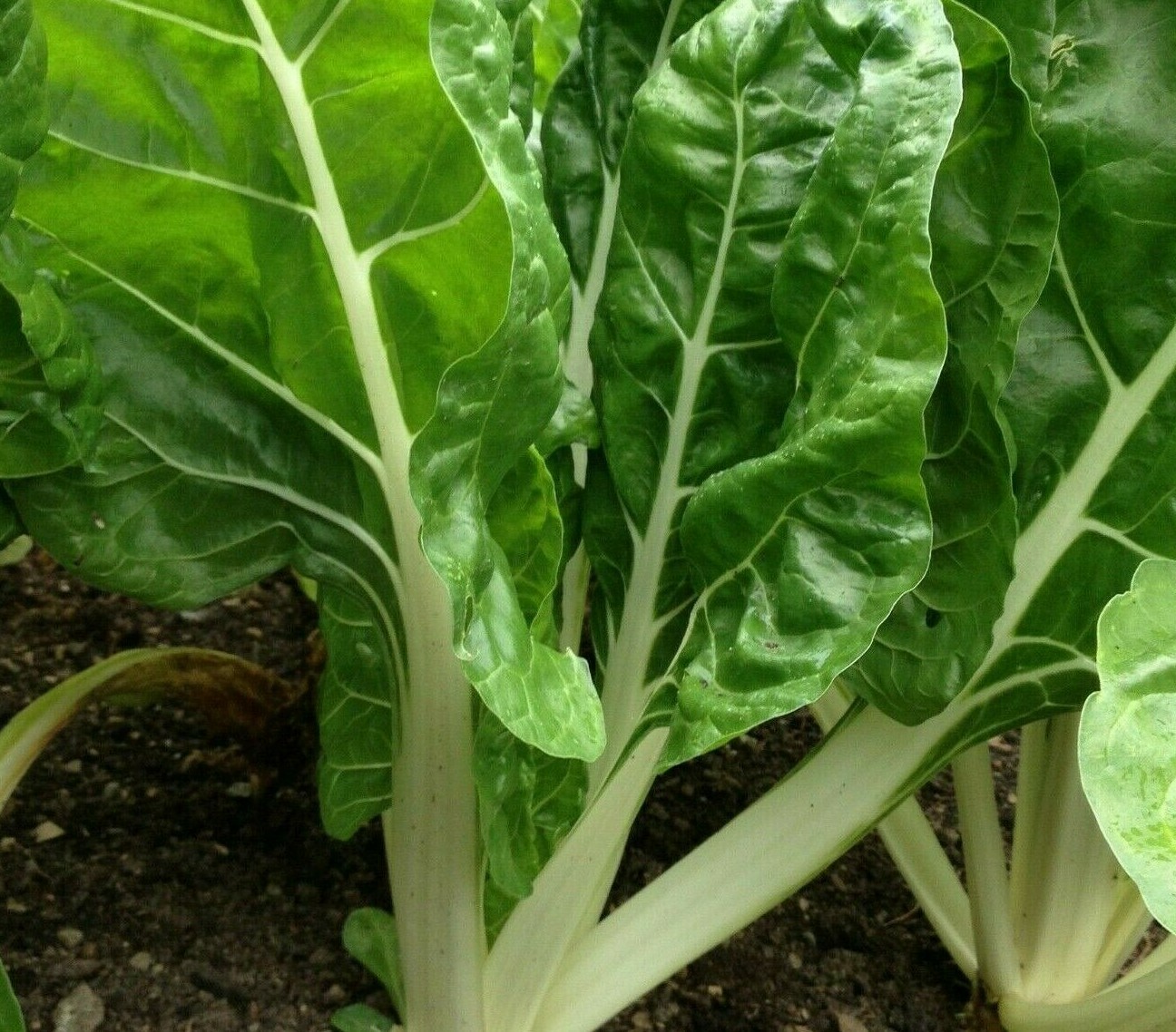 SWISS CHARD SEEDS 50+ FORDHOOK GIANT heat tolerant GREENS garden FREE SHIPPING