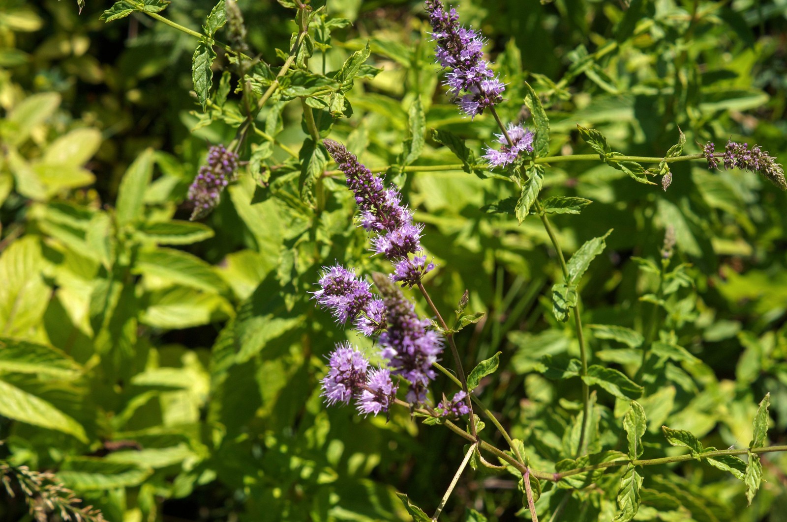 250 PEPPERMINT MINT Mentha Piperita Herb Flower Seeds