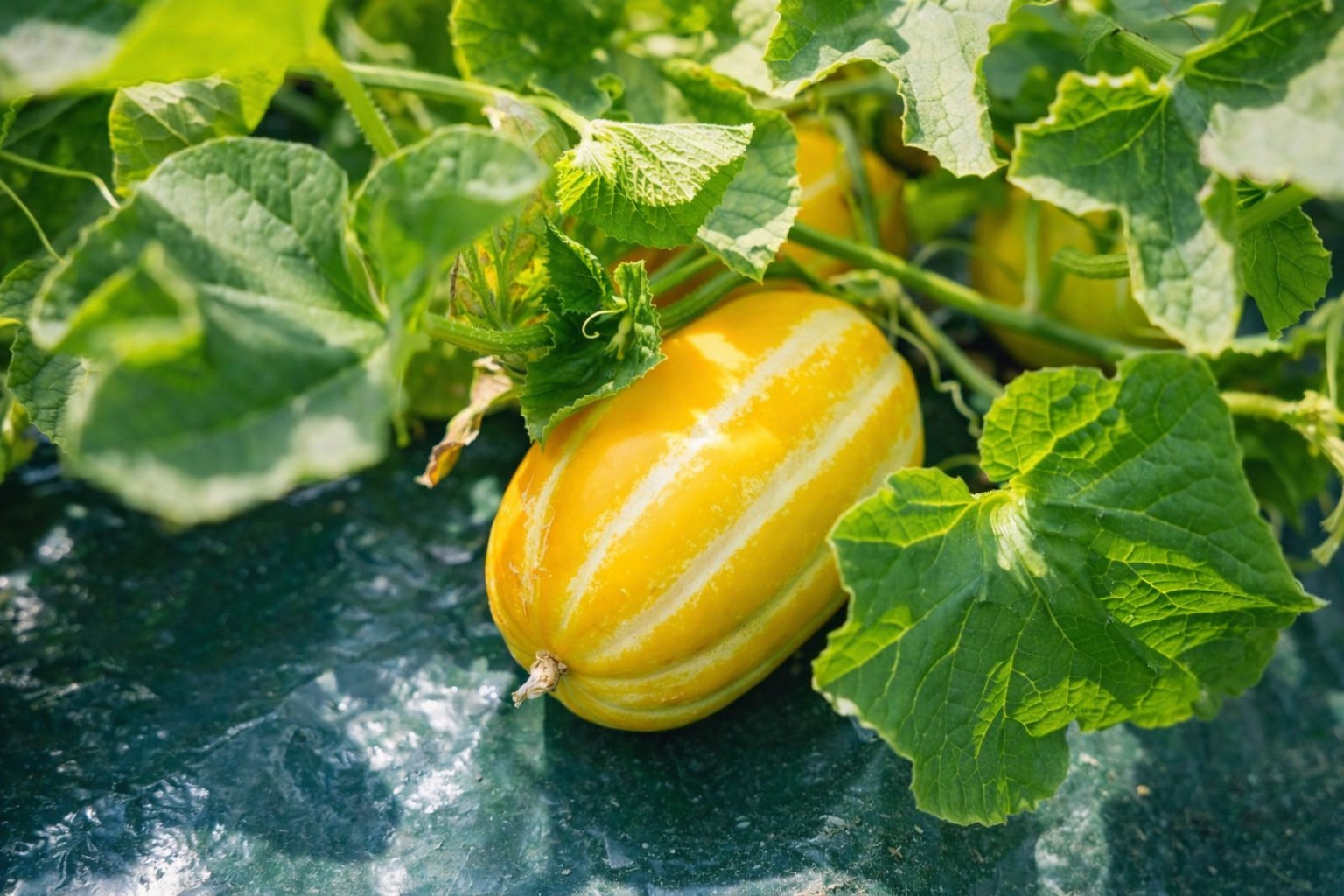 Korean Melon Seeds 1 Pack | Sweet Yellow Summer Melon (참외)