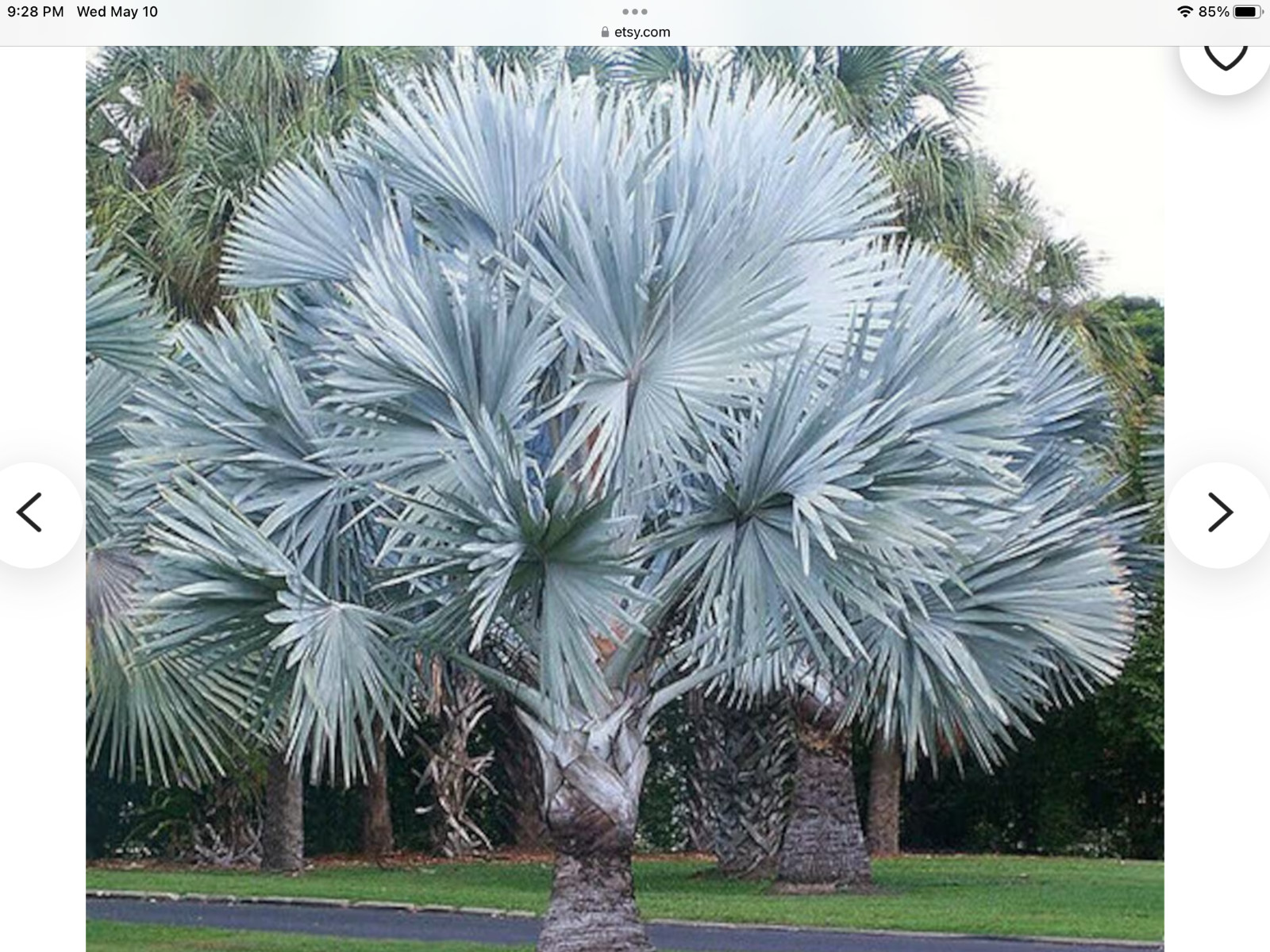 *100 FRESH seeds*BISMARKIA NOBILIS*silver bismark palm from*HAWAII*FREE SHIPPING