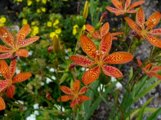 2 Blackberry Lily (aka- Leopard lily)~live, shipped bare-root