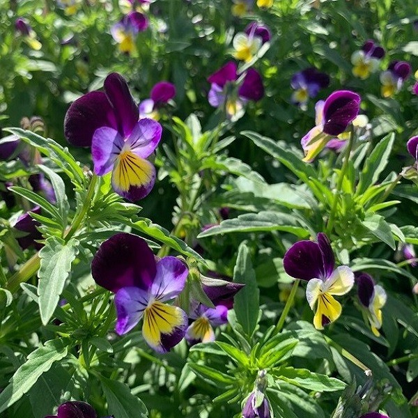 1,000 To 5,000 Heirloom Johnny Jump Up Viola Pansy Seeds (Viola tricolor) Fresh