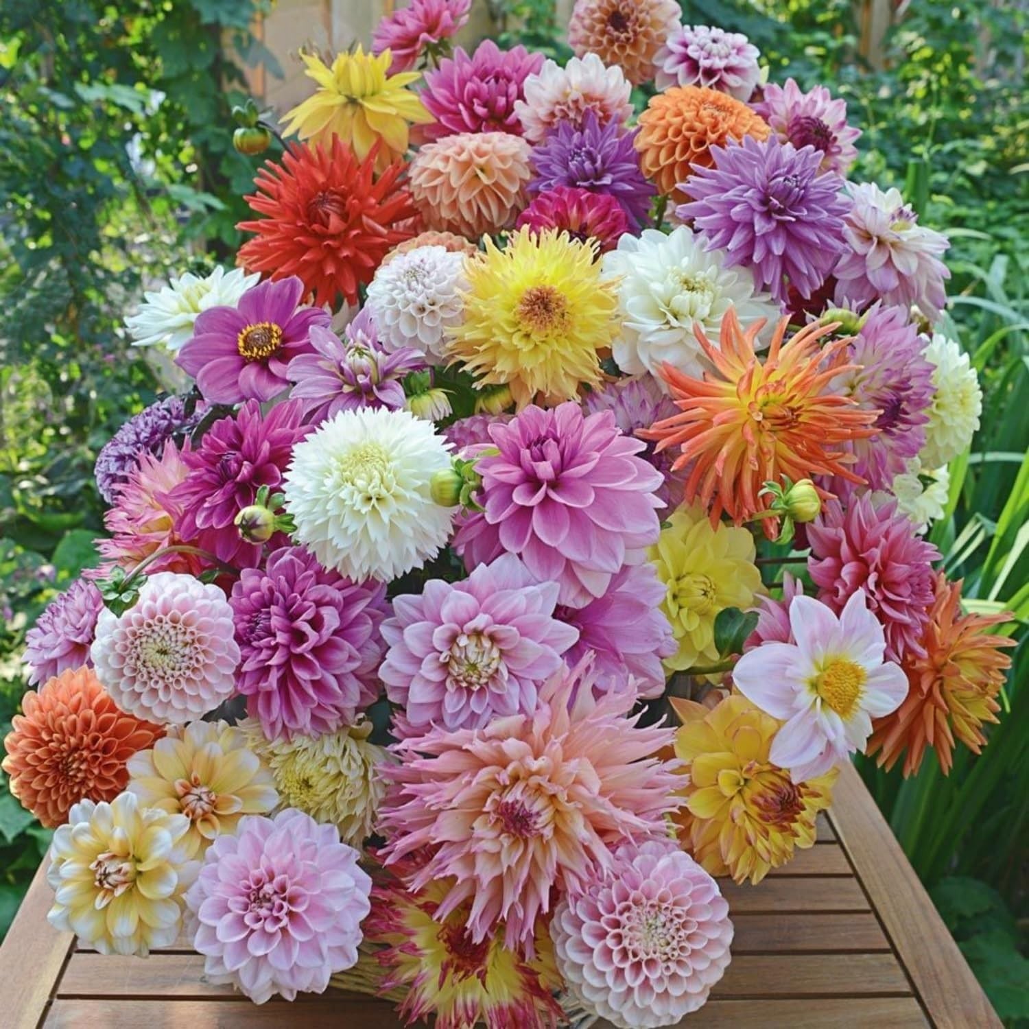 350pcs Mixed Dahlia Flower Seeds for Planting- Non-GMO Heirloom, Multi-Color Pom