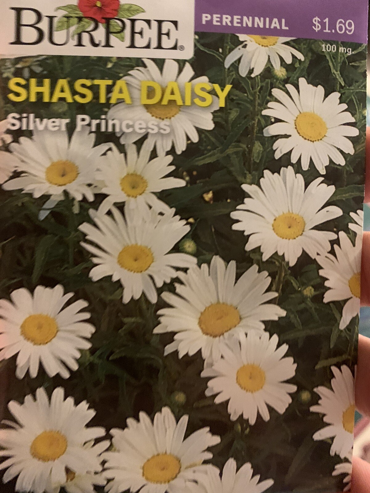 Burpee Shasta Daisy Silver Princess Seeds Perennial Seed Packet White Daisies