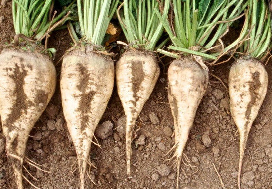 1/2 gram 50+ seeds white Sugar Beet Beta vulgaris – Grow real sugar