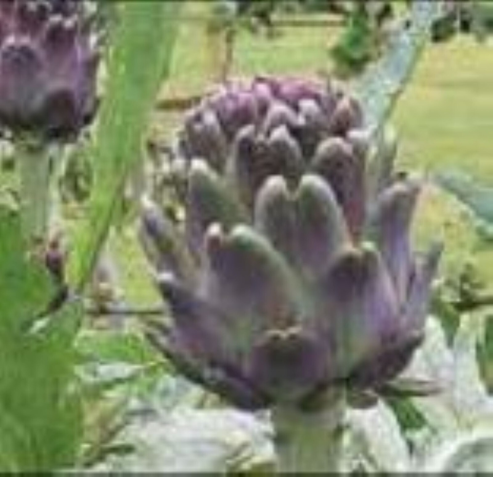 20 Artichoke Violet Seeds