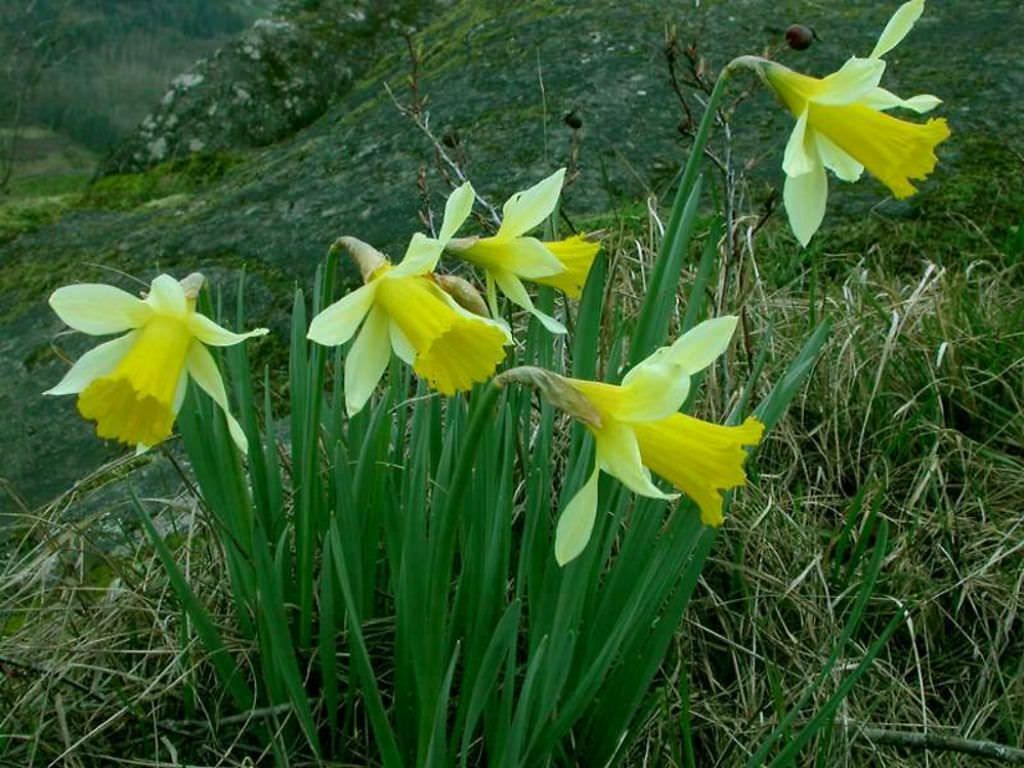 5 Wild Daffodil bulbs “Lent Lilly” **Pre Chilled for Indoor Forcing