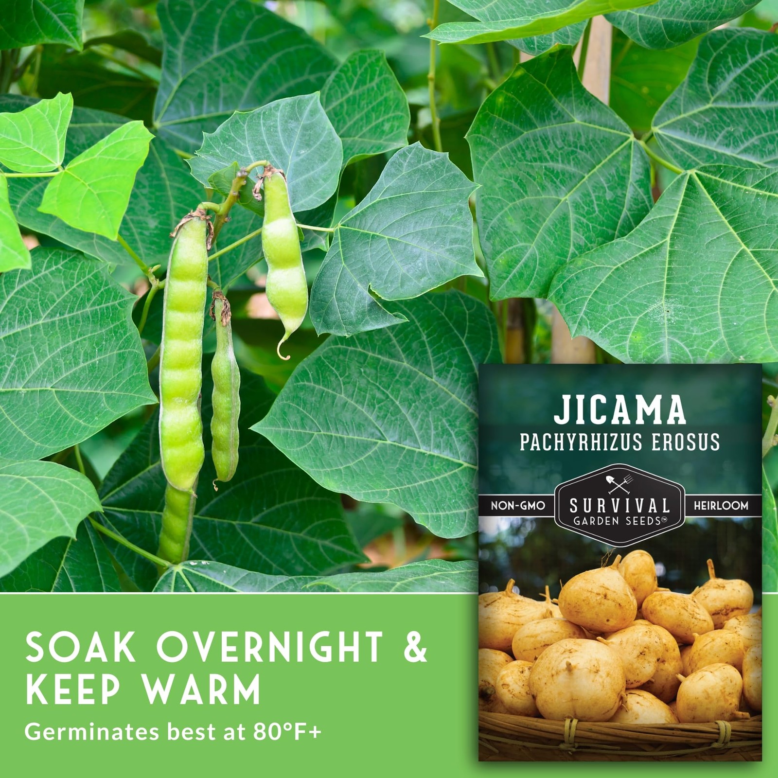 Jicama Seeds for Planting – True Jicama (Pachyrhizus erosus) Mexican Turnip o…