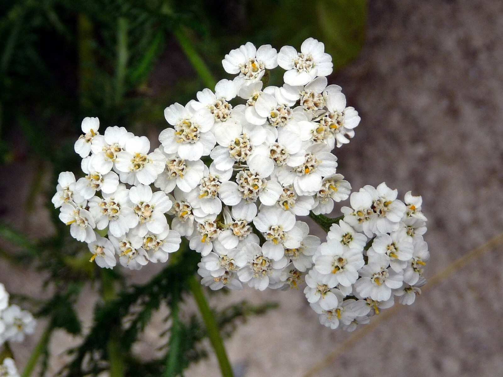 2000+ Yarrow Seeds – Perennial White Flower | Heirloom Wildflower Medicinal Herb