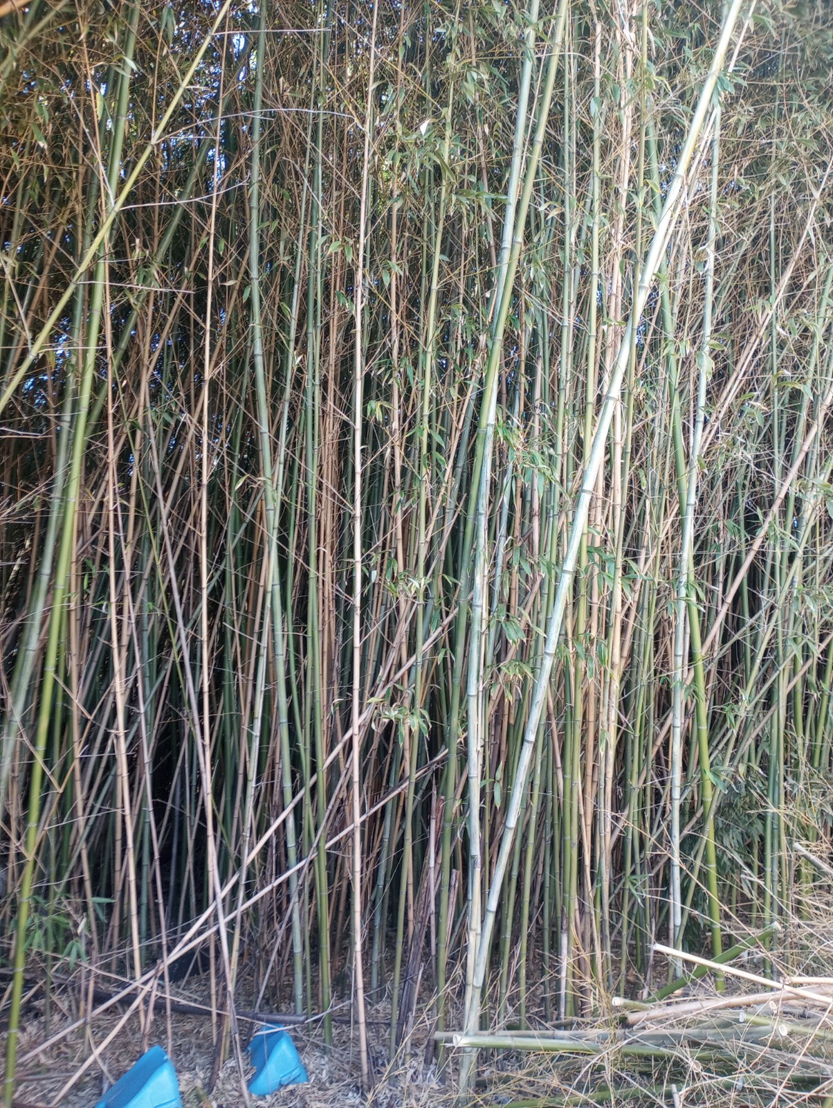 4 Bamboo Plants 2″ Live Starter Plant Now Organic All Season Very Fast Growing