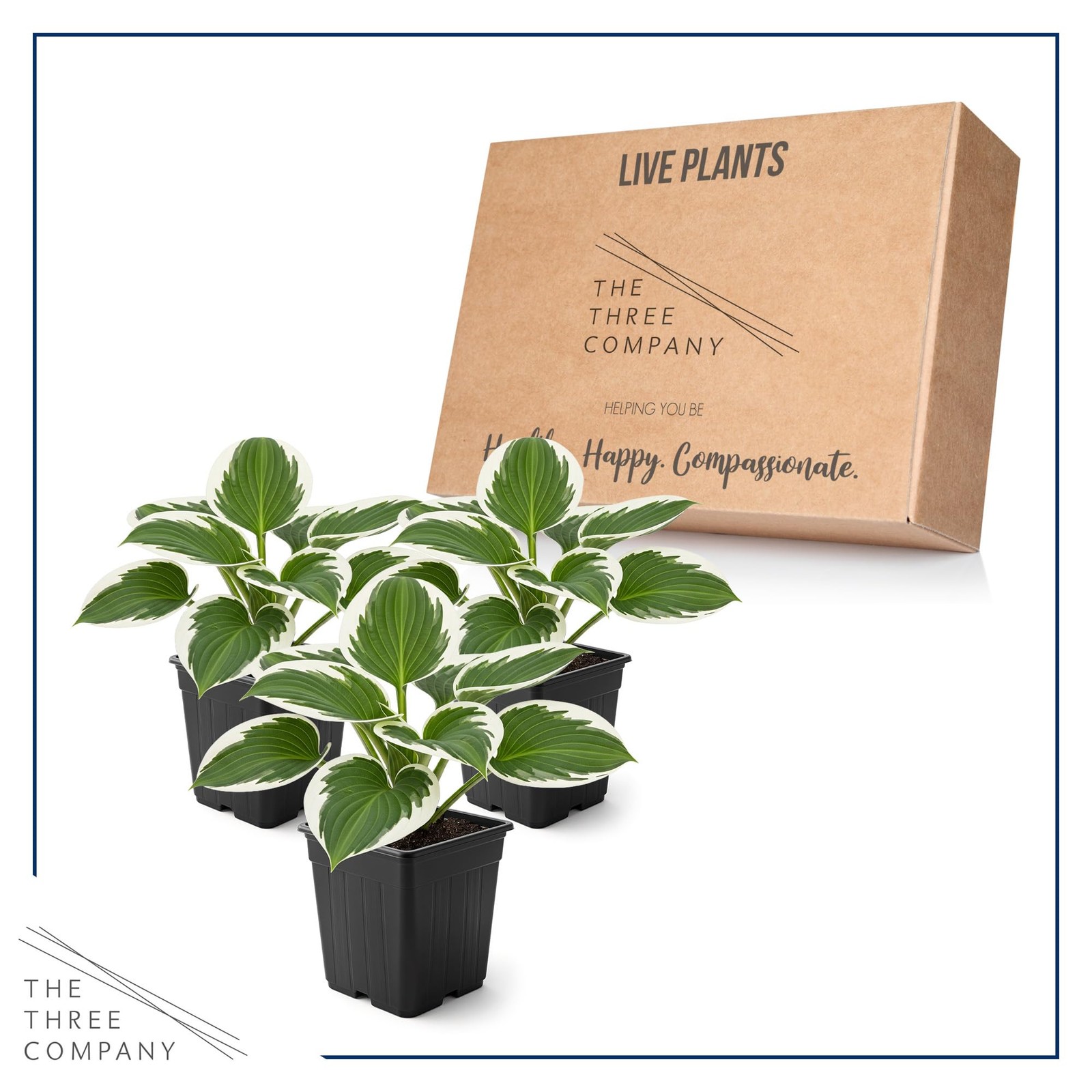 Perennial Hosta Patriot 3 Plants Per Pack Accent Plant 10″ Tall 4″ Wide 1 Qt Pot