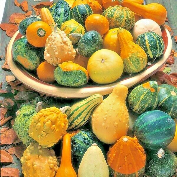 30+SMALL MIXED GOURDS Seeds Hard Shell Type Crafts Autumn Decoration Baskets