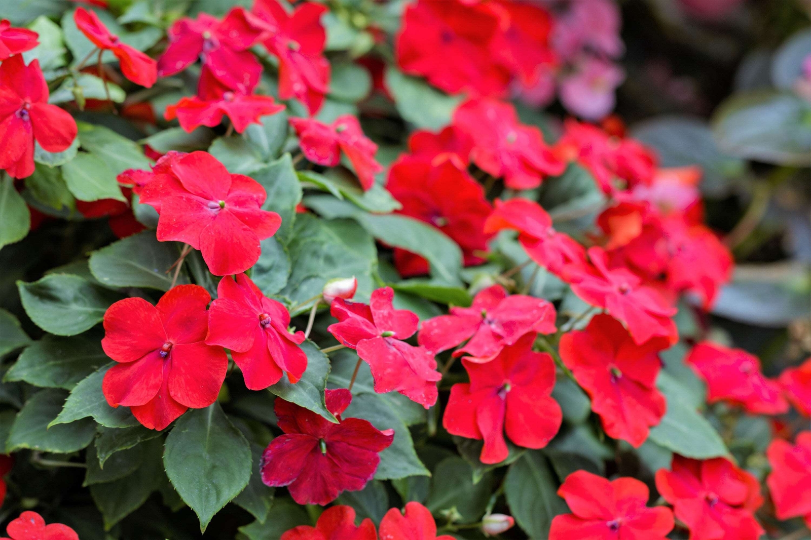 50 MIXED COLORS DWARF IMPATIENS Walleriana Red Pink Orange Shade Flower Seeds