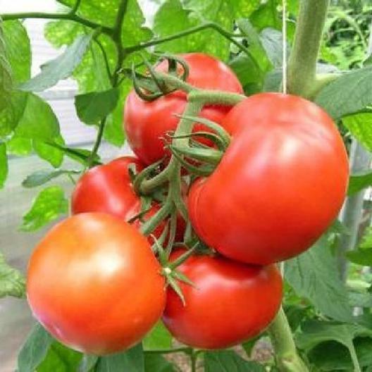 Essential Survival Kit Perfect Vegetable Garden Save Seed 5 Varieties FREE SHIP!