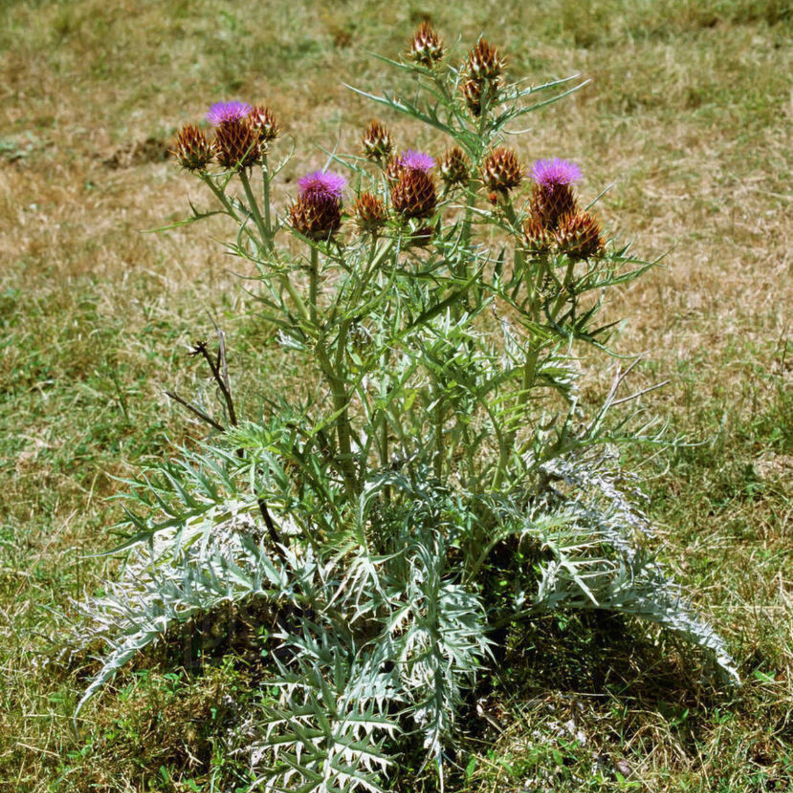 Cardoon – Artichoke Thistle – 25 Seeds – Rare Culinary Herb (Cynara Cardunculus)