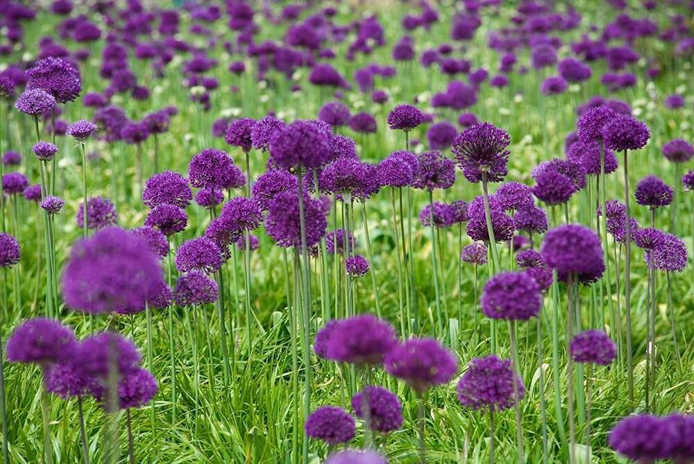 10 PURPLE SENSATION SEEDS (Allium aflatunense) LARGE 4-6″ FLOWERS Butterflies