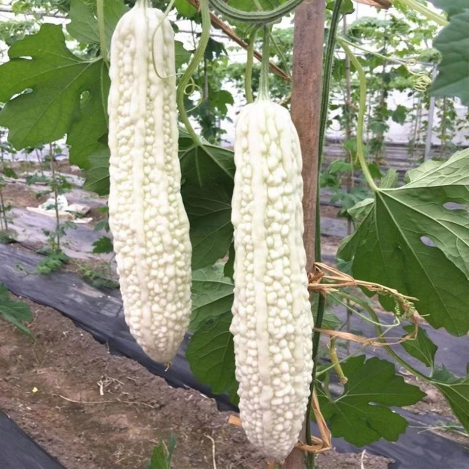 10+ Bitter Gourd Seeds — WHITE — Melon — Ku Gua —- NON GMO —— FRESH