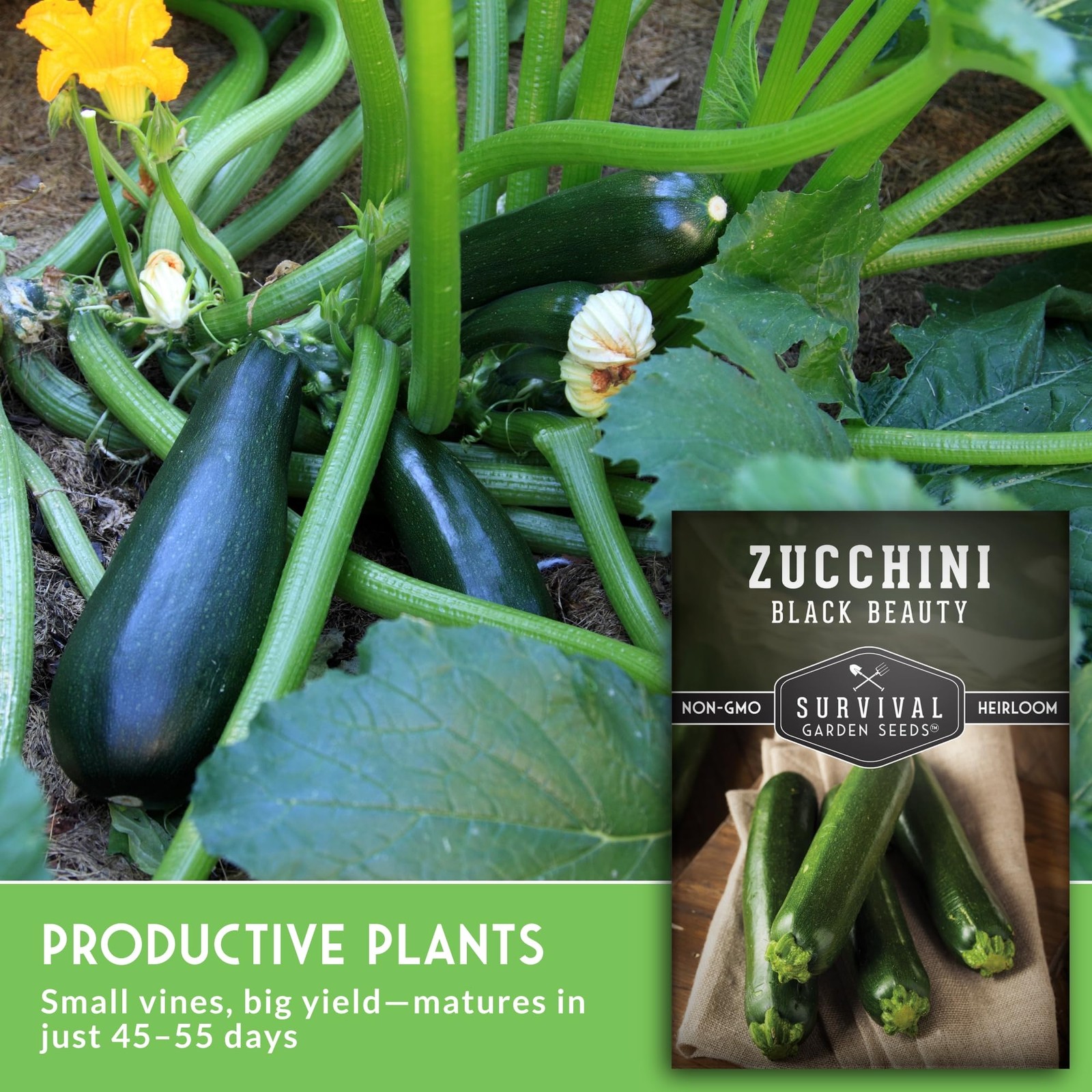 Black Beauty Zucchini Seeds for Planting Heirloom Summer Squash Variety for …