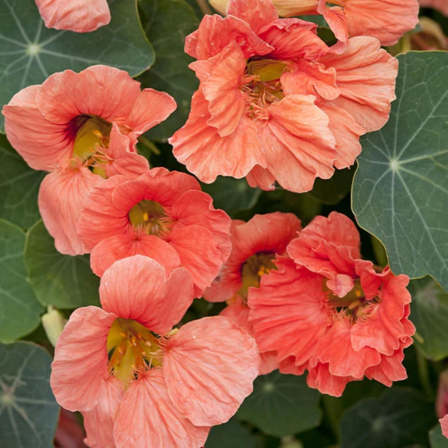 Rare Nasturtium Seeds for Planting – 150+ Mixed Nasturtium Seeds (Tropaeolum Maj