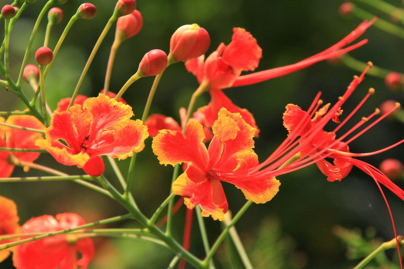 10 RED BIRD OF PARADISE Caesalpinia Pulcherrima Barbados Peacock Flower Seeds