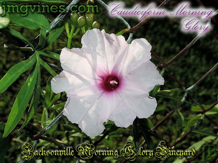 Caudiciform Morning Glory Ipomoea Platensis Evening Glory 5 Seeds