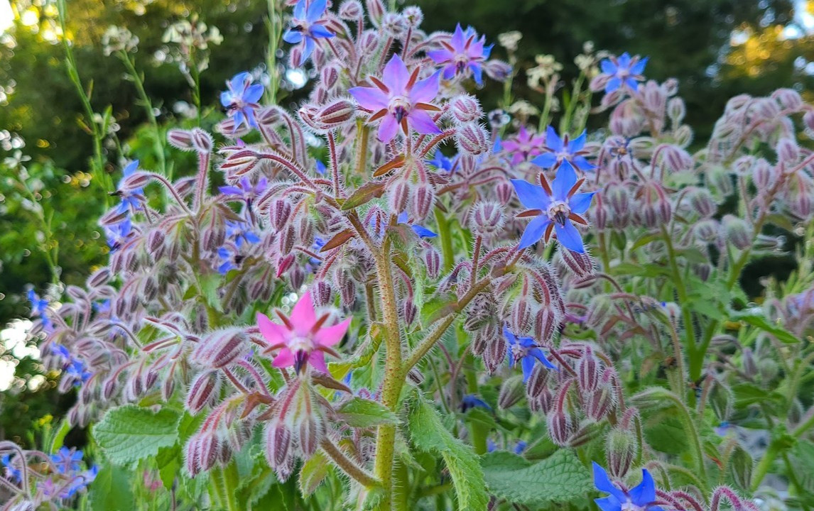 Organic Heirloom *BORAGE* Herb Seeds 💙 Edible Flowers! Attract Pollinators! 🐝