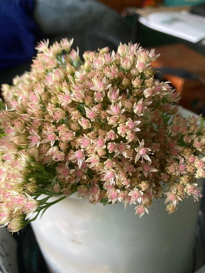 White Pink Crystal Sedum Stone Crop Perennial Flower 100 Seeds USA Seller