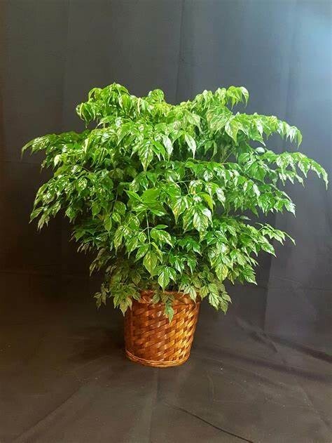 3 China Doll Houseplant Seeds