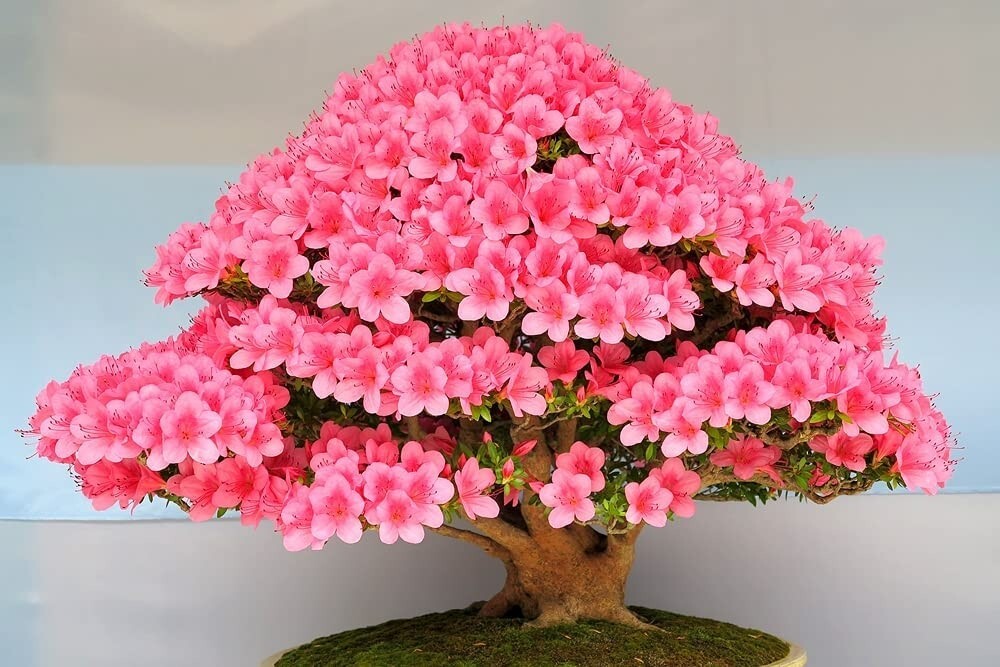 Bonsai Judas tree seeds 5 count~flowering~hobby idea