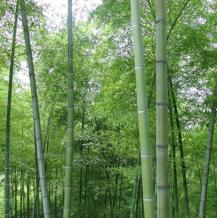 50+Giant Moso Bamboo Seeds Perennial evergreen Grows Edible Bamboo shoots USA
