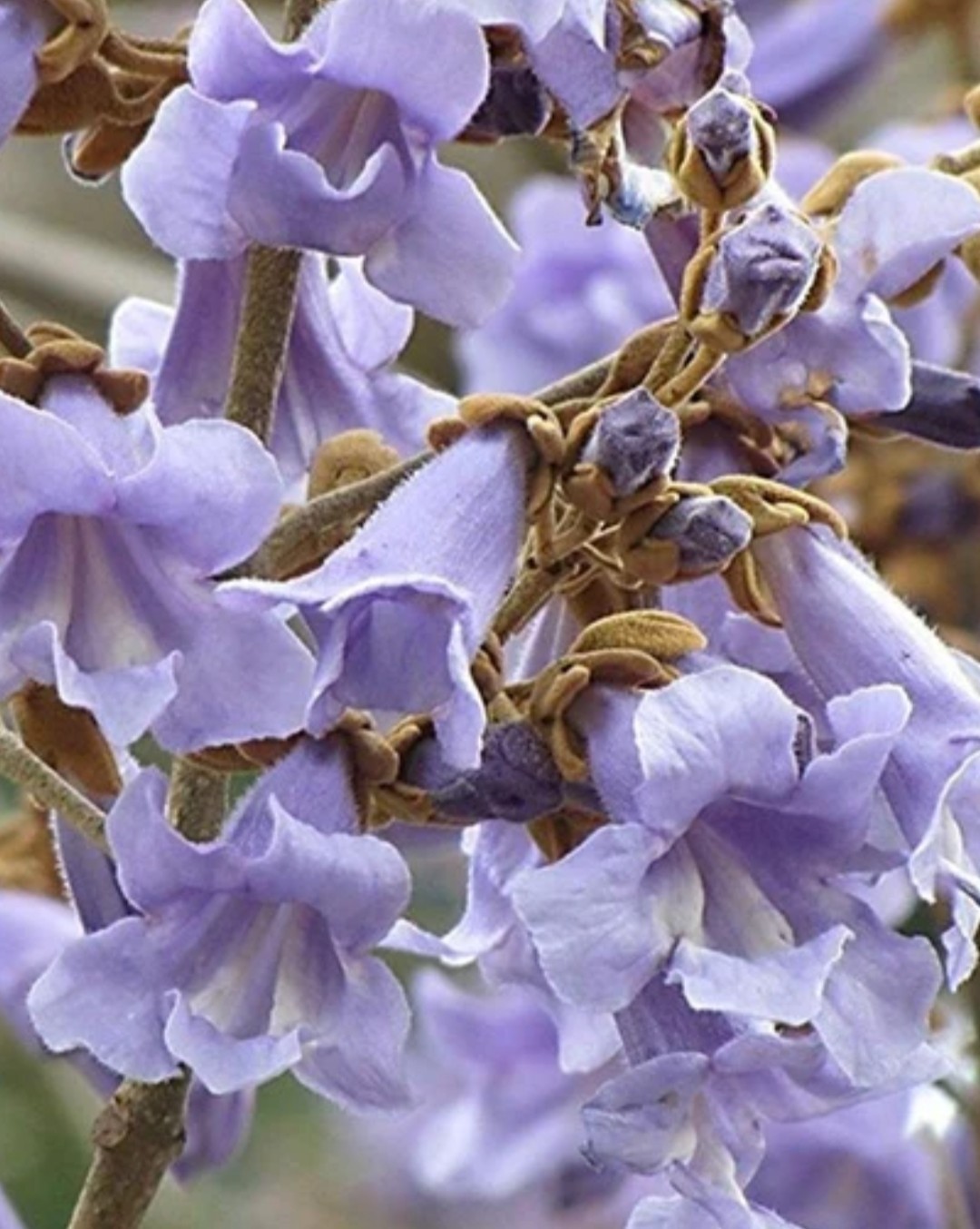 250+ Royal Empress Tree Seeds **Fresh Seeds** ~~Free Shipping~~