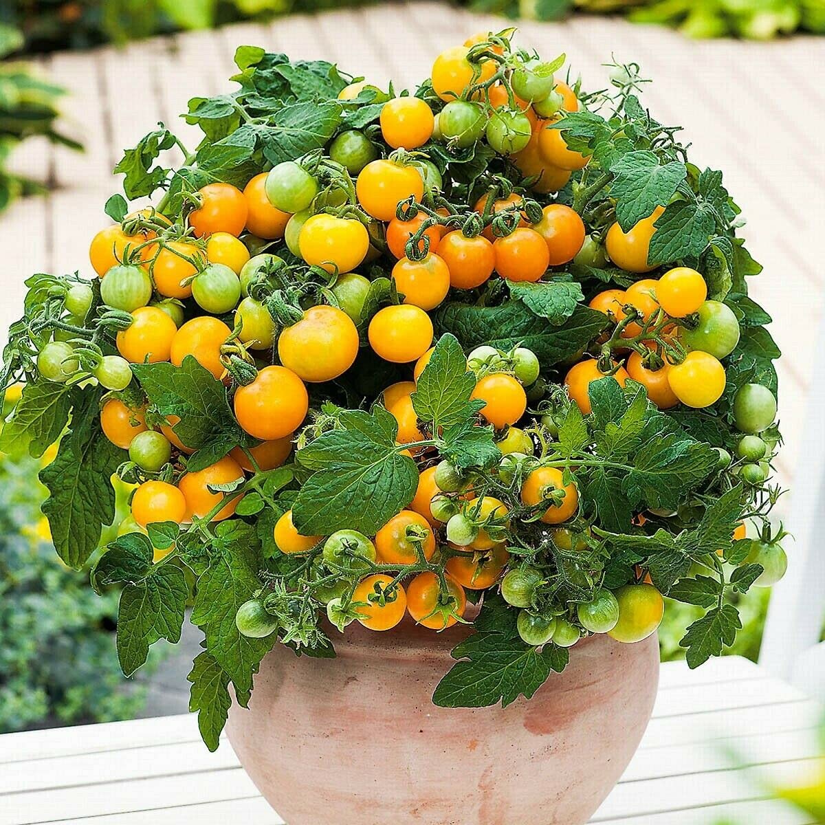 MOCCUROD 100 Seeds Indoor Cherry Tomato Dwarf Red and Yellow Tomato Rare Vege…