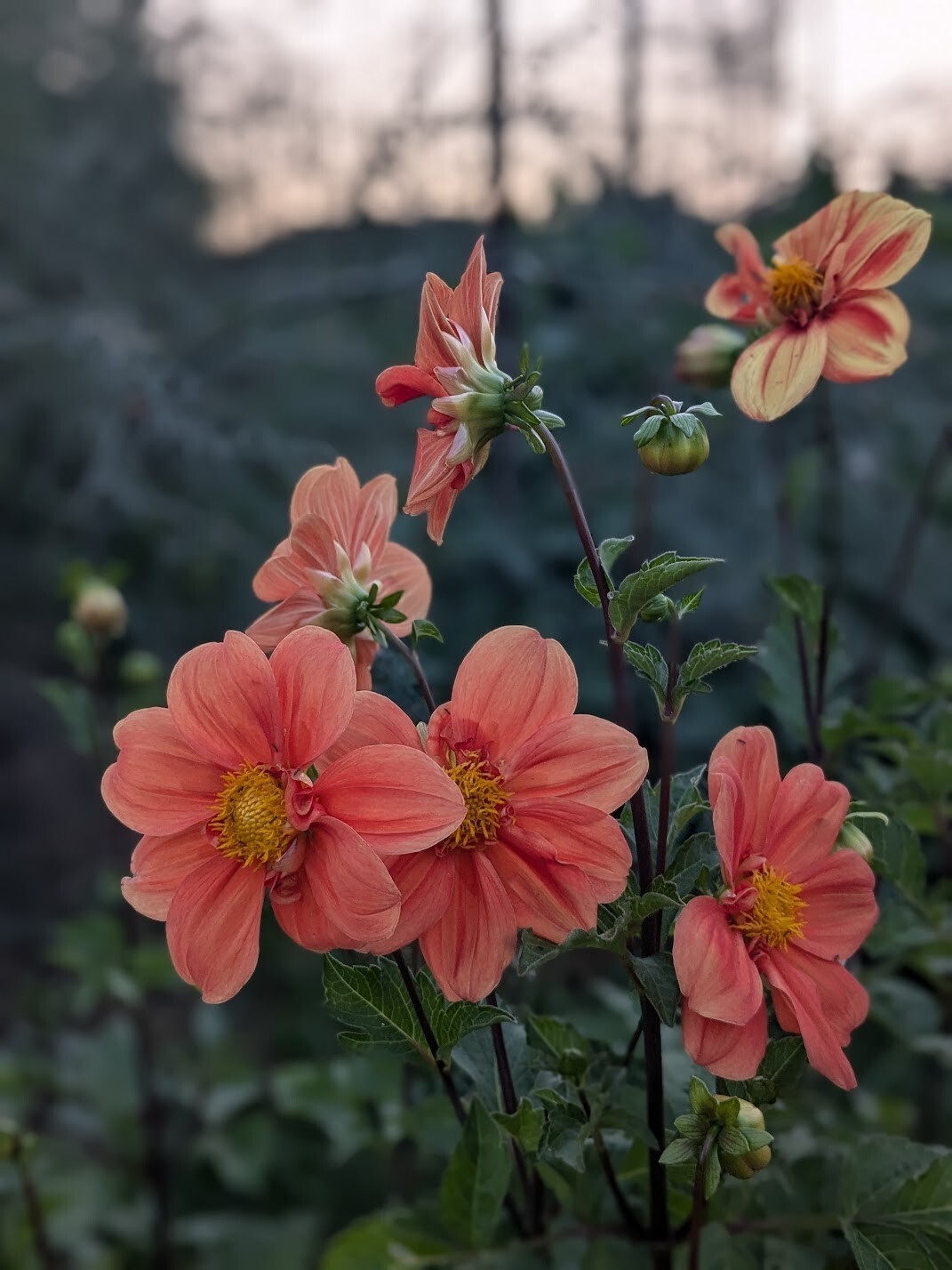 Dahlia tubers bulbs for planting – grown in Maryland