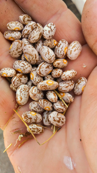 Pinto Bean Seeds | For Planting Bush Shell Beans Spanish Pea Vegetable Seed 2024