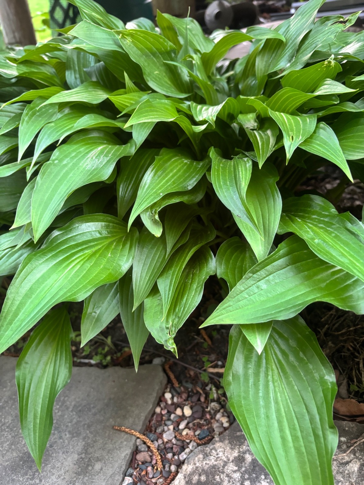 Flash Sale 6 Hosta Eyes Live Plant Green Plantain Lily, Purple Flower Bare Root