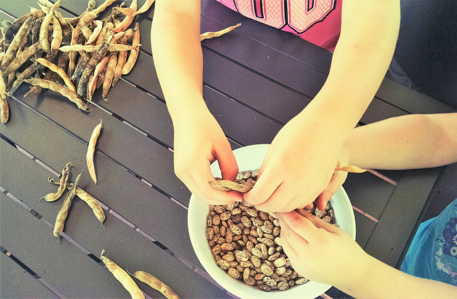 Pinto Bean Seeds | For Planting Bush Shell Beans Spanish Pea Vegetable Seed 2024