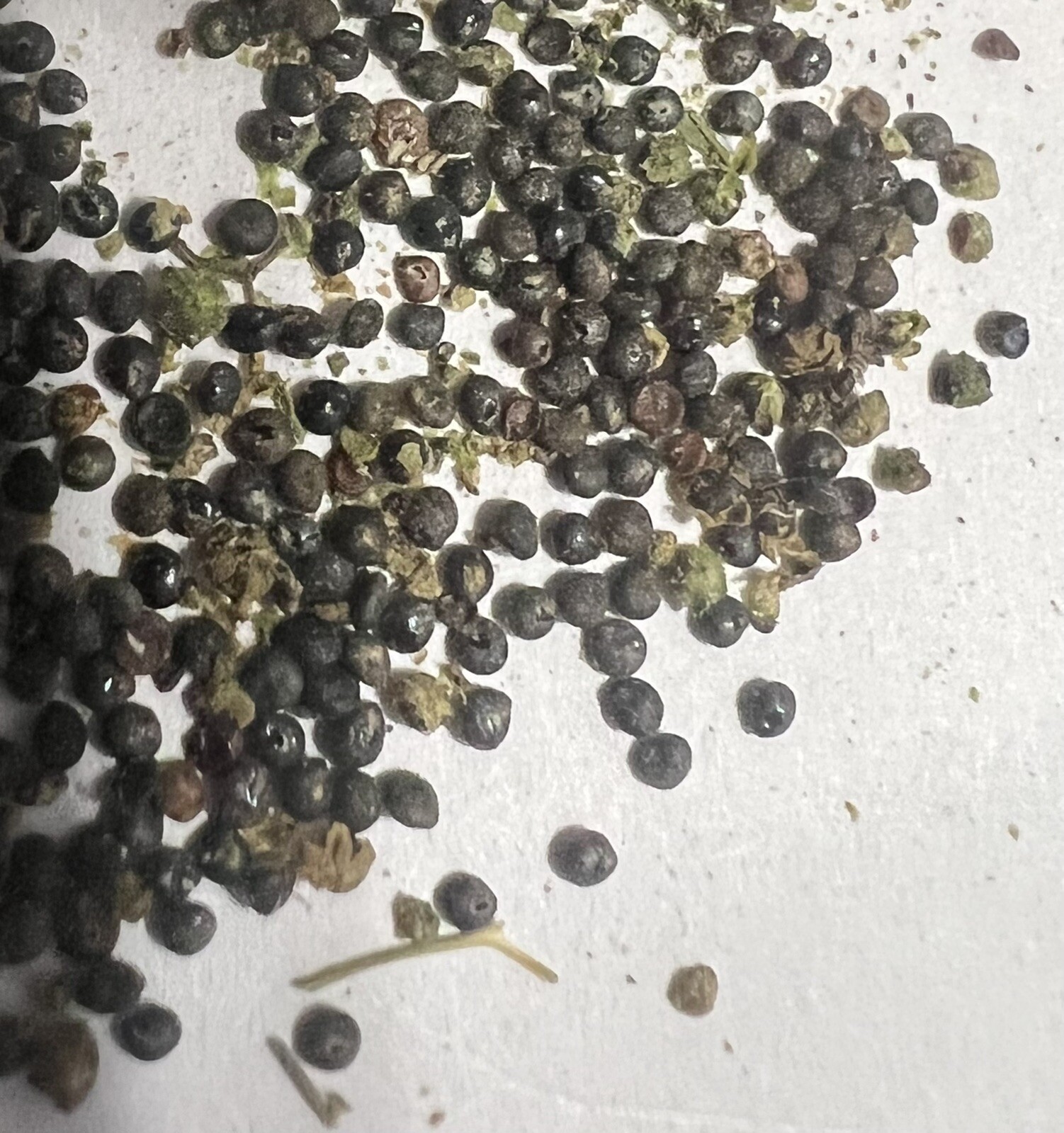Lambs Quarter, Pigweed, WildSpinach, GooseFoot, 1,000 Seeds NO GMO