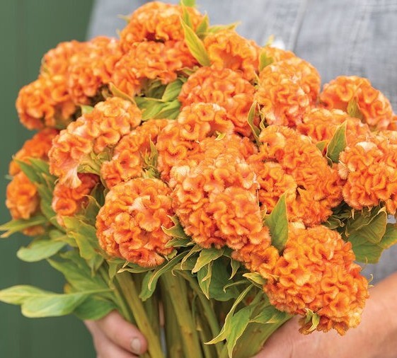30 Celosia Orange Queen seeds