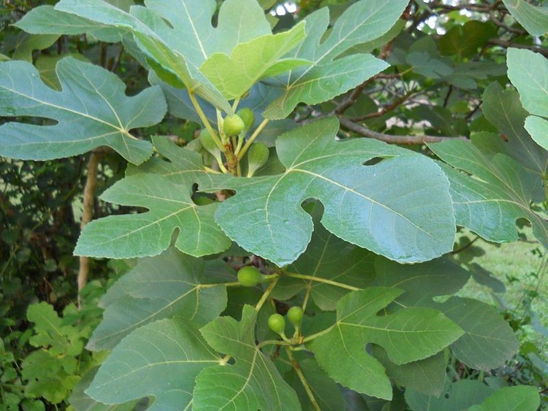 10 desert king fig cuttings. hardy, large fruit