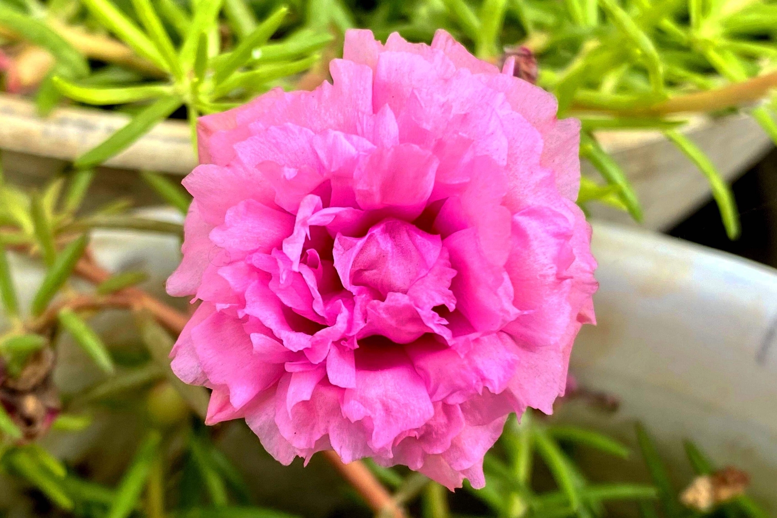 100 PINK PORTULACA Grandiflora / MOSS ROSE Flower Seeds *Flat S/H