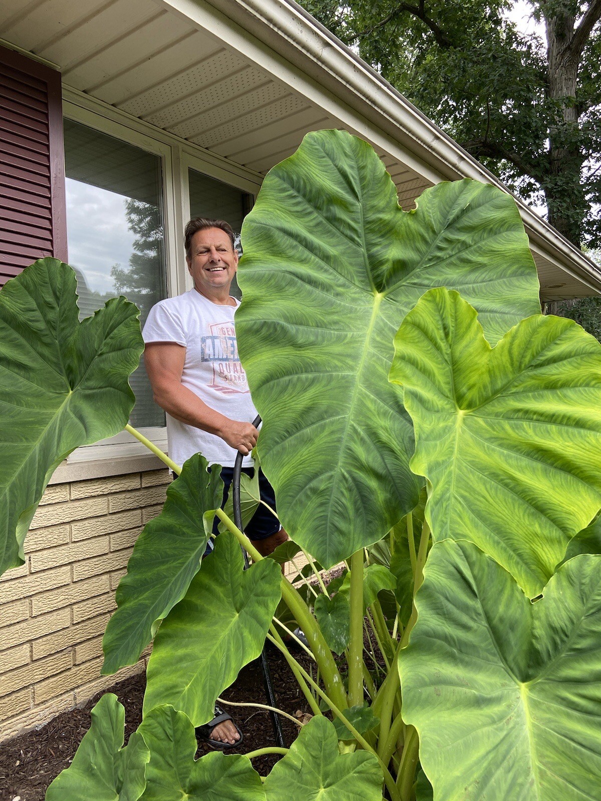 2 LARGE size Elephant Ear Bulbs….SPRING SALE!