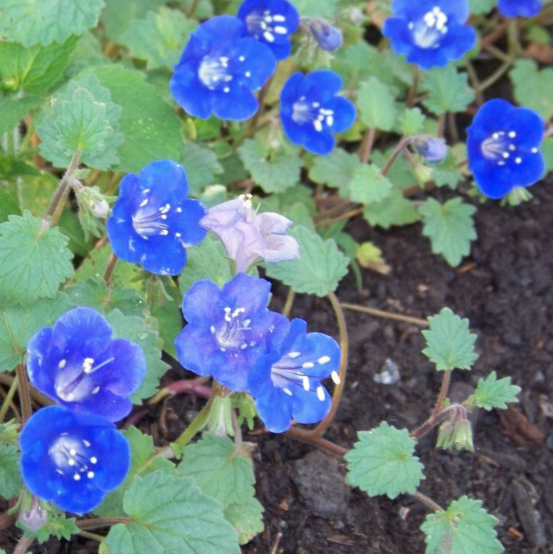 1000 SEEDS – bluebell CALIFORNIA BLUE BELL flower GroCo USA – BUY 15-SHIPS FREE