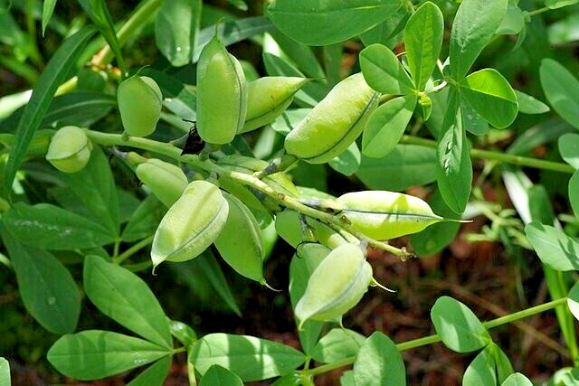 BLUE FALSE INDIGO 50 SEEDS, BAPTISIA AUSTRALIS, SUPER HARDY ZONE 3-10